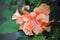 Fully opened double Hibiscus bloom in Salmon color