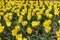 Fully opened flowers of yellow tulips