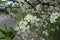 Fully opened white flowers of sour cherry in April