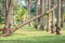 Fully planted palm trees grow evenly along the corridors in Montesa National Park