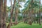 Fully planted palm trees grow evenly along the corridors in Montesa National Park