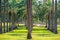 Fully planted palm trees grow evenly along the corridors in Montesa National Park