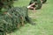 A fully prepared maypole lies on the green meadow on the last day of April. He`s waiting to be set up. The decorated tree is a