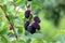 Fully ripe blackberry fruit on to small branches surrounded with light green leaves