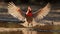 Fully Splayed Wings In Motion, A Northern Cardinal Male Taking Flight Creating A Slight Motion Blur, Cardinalis cardinalis