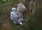 Fulmar