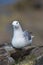 Fulmar