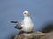 Fulmar