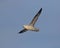 Fulmar