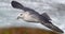 Fulmar