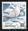 Fulmar bird