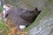 Fulmar female sits on single egg for incubation 2