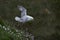 Fulmar in flight on Great Saltee Island, Ireland.