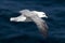 Fulmar (Fulmaris glacialis) in flight