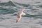 Fulmar, Fulmarus glacialis