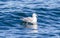 Fulmar, Fulmarus glacialis