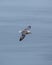 Fulmar (Fulmarus glacialis) - Aerial Majesty of Arctic Seas
