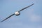 Fulmar Fulmarus glacialis in flight