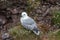 Fulmar Fulmarus glacialis nesting on a cliff edge