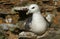 A Fulmar Fulmarus glacialis sitting on rocks on the edge of a sea cliff.