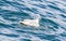 Fulmar, Fulmarus glacialis washing