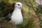 Fulmar on its nest