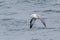 A Fulmar, Northern Fulmar or Arctic Fulmar seabird in flight.