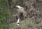 Fulmar seabirds nesting on cliff