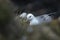 Fulmar sitting on nest at Hawkcraig cliffs in Aberdour