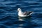 Fulmar swimming