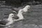 Fulmars