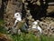 Fulmars