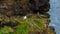 Fulmars nesting on the Eshaness Cliffs in Shetland Islands