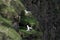 Fulmarus glacialis northern fulmar nesting on the grass spots