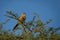 Fulvous babbler - Argya fulva fulvus  or fulvous chatterer is bird in Leiothrichidae, warm brown above with very faint streaking