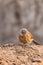 Fulvous Babbler, Fulvous Chatterer, Argya fulva, Turdoides fulva. Sahara desert, Morocco