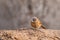 Fulvous Babbler, Fulvous Chatterer, Argya fulva, Turdoides fulva. Sahara desert, Morocco