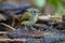 Fulvous-chested Jungle-Flycatcher