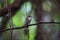 Fulvous-chested Jungle-Flycatcher