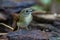 Fulvous-chested Jungle-Flycatcher Borneo Island