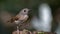 Fulvous-chested Jungle-Flycatcher (Rhinomyias olivacea) Borneo Island