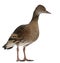 Fulvous Whistling Duck, Dendrocygna bicolor