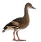 Fulvous Whistling Duck, Dendrocygna bicolor