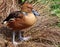 Fulvous whistling duck (Dendrocygna bicolor)