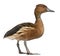 Fulvous Whistling Duck, Dendrocygna bicolor, 5 years old