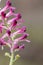 Fumaria capreolata flower