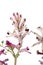 Fumaria capreolata flower