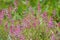 Fumaria officinalis blooms in nature