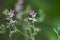 Fumaria officinalis, common fumitory, drug fumitory or earth smoke pink flowers of ingreen field with flowers of same species