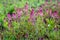Fumaria officinalis - purple flowers close up